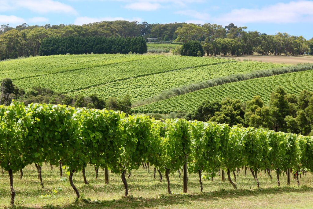 Grüner Weingarten mit Bäumen am Horizont