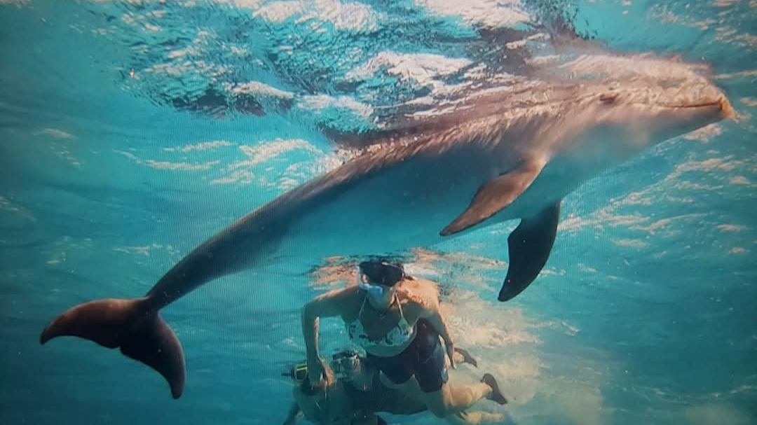Teilnehmer erleben Delfinschwimmen, Coaching und Tanz bei Dolphinsafari Anita Görlach Retreats im Roten Meer, unterstützt durch professionelle Begleitung für Stressbewältigung, Selbsthilfe und persönliche Entwicklung.