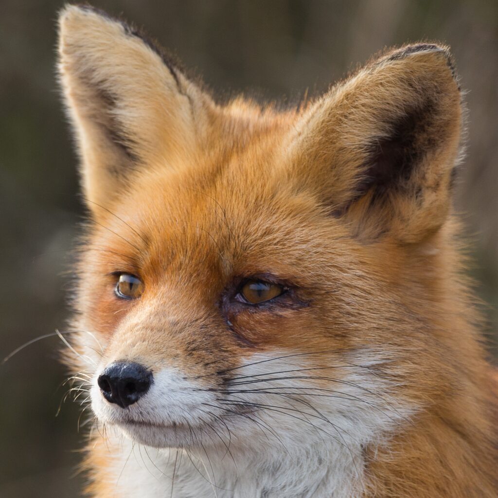 Gesicht von einem Fuchs
